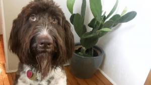 Illustration : Le récit insolite d'un chien dont l'encas assez spécial a coûté cher à ses maîtres