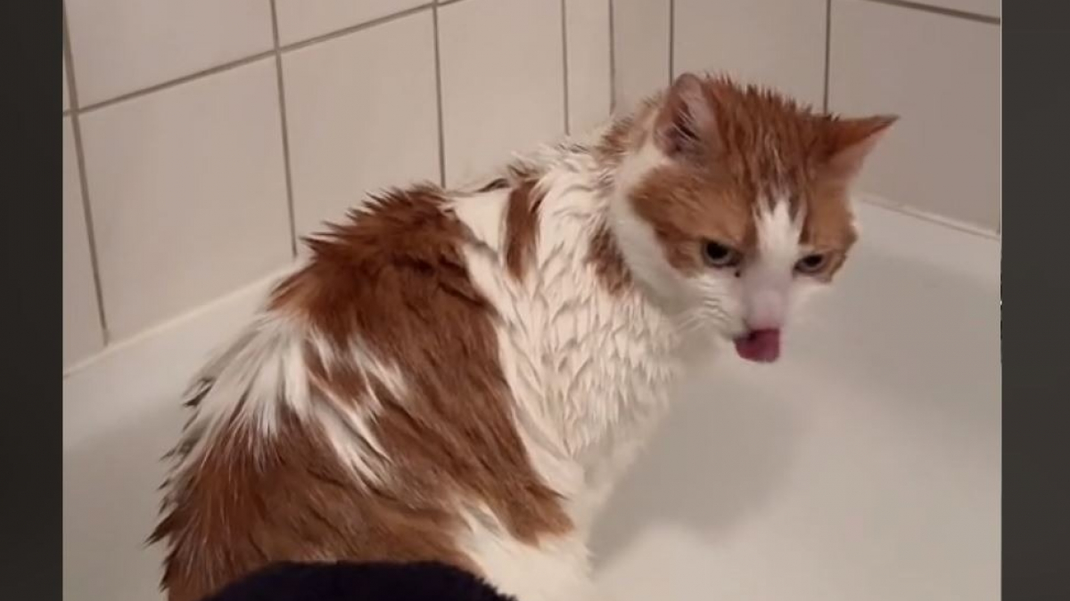 Illustration : "Willem, un chat âgé, développe une affinité inattendue avec l’eau après son adoption dans un refuge (vidéo)"