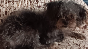 Illustration : L'appel à l'aide désespéré et la forte mobilisation pour un chien de soutien émotionnel introuvable depuis plus d'une semaine