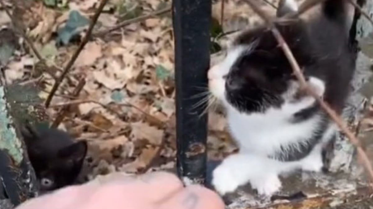 Illustration : "Interpellé par des sons stridents dans un cimetière, un homme découvre une fratrie de chatons abandonnée"