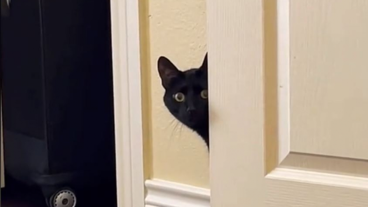 Illustration : "La vidéo de ce chat suspicieux gardant un œil sur les invités de la maison amuse beaucoup les internautes (vidéo)"
