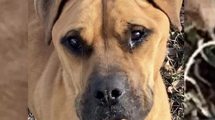 Illustration : Un chien abandonné par sa famille ayant déménagé donne l'impression de pleurer à l'arrivée d'une bénévole