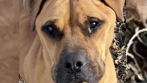 Illustration : Un chien abandonné par sa famille ayant déménagé donne l'impression de pleurer à l'arrivée d'une bénévole