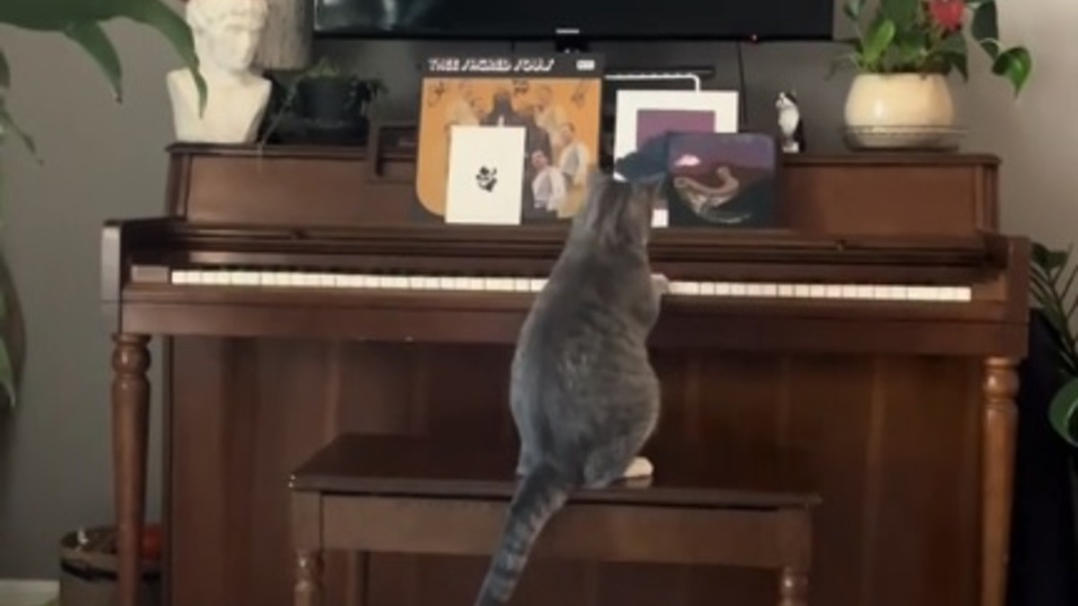 Illustration : "Un chat se découvre une passion pour le piano et se prend pour Berlioz dans les Aristochats (vidéo)"