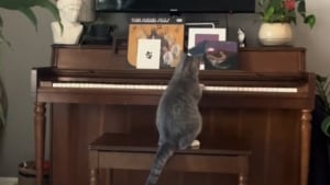 Illustration : Un chat se découvre une passion pour le piano et se prend pour Berlioz dans les Aristochats (vidéo)