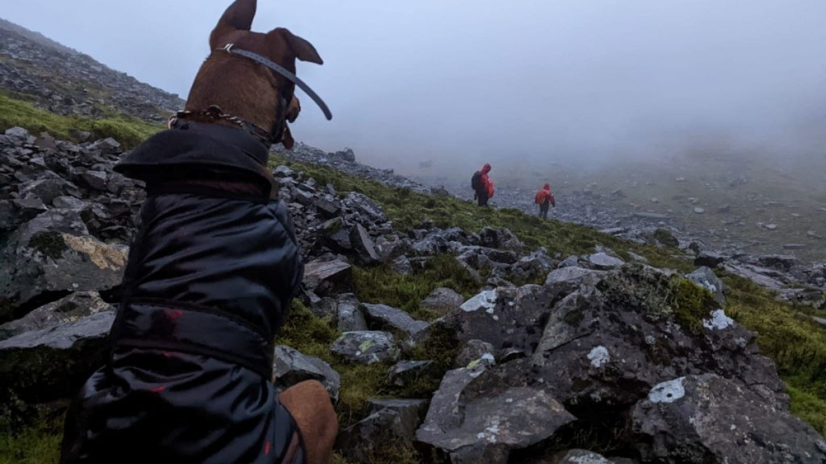 Illustration : "Lors d’une randonnée en montagne, un croisé Dobermann/Malinois de 40 kg refuse d’avancer face au danger et provoque l'intervention des secours"