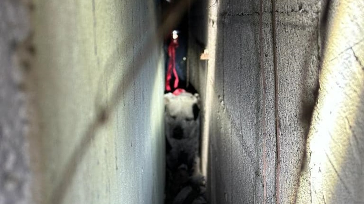 Illustration : "Un appel au secours lancé pour un chien coincé entre 2 murs depuis plusieurs jours"