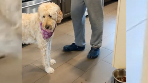 Illustration : Cette chienne séniore refuse de manger ses croquettes tant que l'ingrédient magique n'y a pas été ajouté (vidéo)