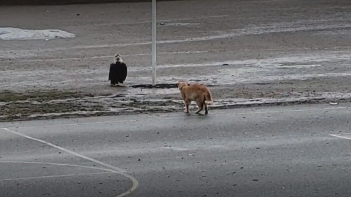 Illustration : "Le face-à-face tendu entre un chat et un aigle maintient les internautes en haleine (vidéo)"