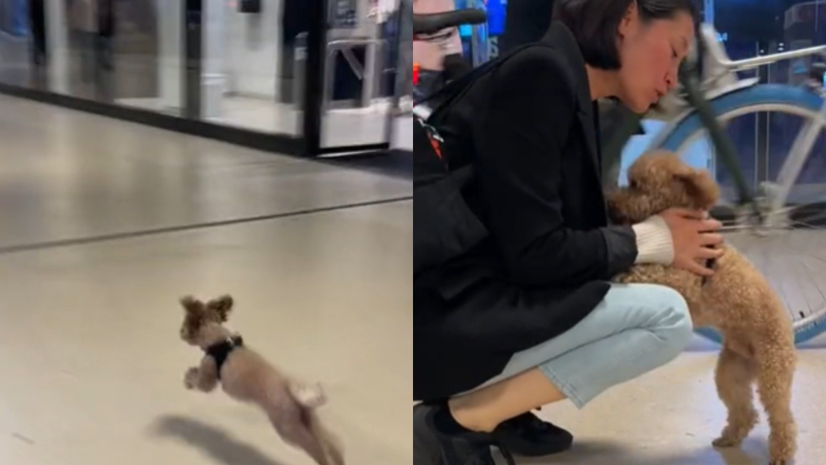 Illustration : "L’explosion de joie d’un chien qui court vers sa maîtresse en la voyant arriver à l’aéroport (vidéo)"