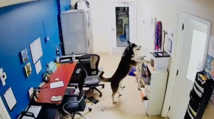 Illustration : Un Husky profite d’une soirée mémorable en s’échappant de son box pour semer la pagaille au refuge (vidéo)