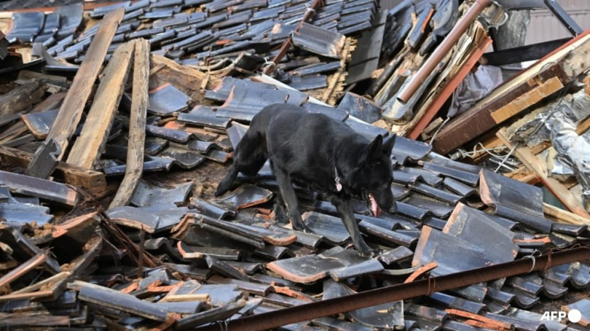 Illustration : "Après le séisme au Japon, Elsa, une chienne de sauvetage, aide les secouristes à trouver des survivants"