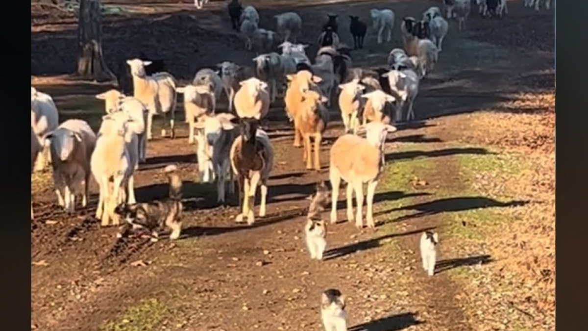 Illustration : "Dans cette ferme, des chats aident à garder les moutons et leur vidéo obsède les internautes"