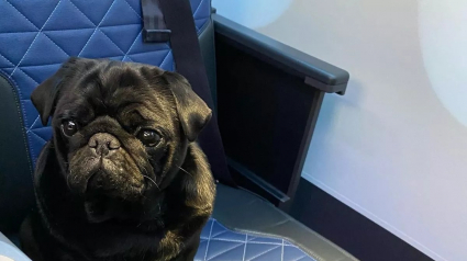 Illustration : Avec 250 vols à son actif, Kuma le Carlin est peut-être le chien qui a le plus voyagé au monde (vidéo)