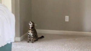 Illustration : Une chatte exprime bruyamment son mécontentement après le retrait du sapin de Noël (vidéo)