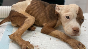 Illustration : Émaciée, courbée et affamée après avoir vécu dans une cage, cette chienne abandonnée se métamorphose entre les mains de ses bienfaiteurs