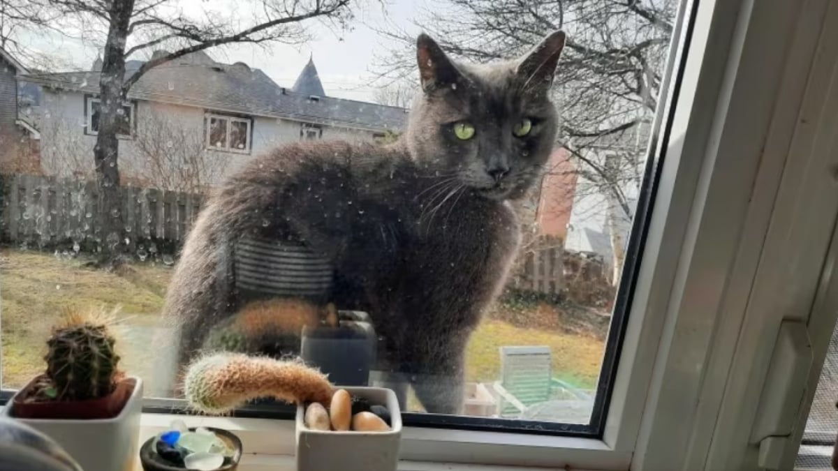 Illustration : "À l’aide d’une note, elle découvre que son chat vagabond offrait son temps aux personnes qui en avaient le plus besoin"