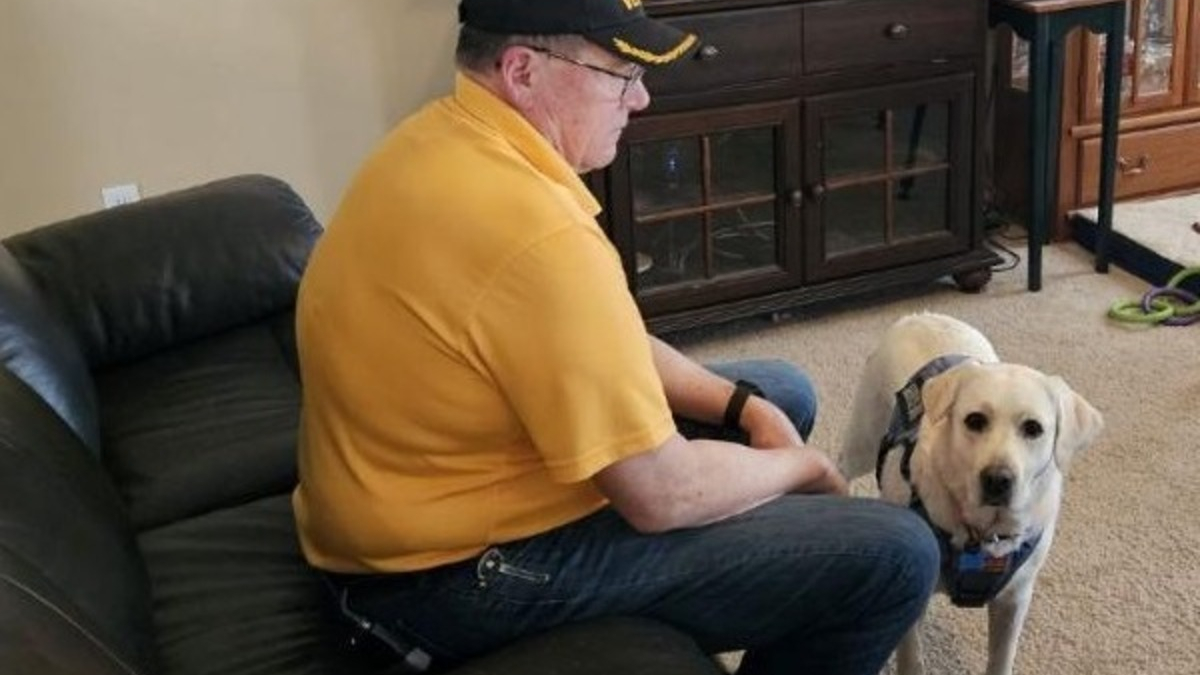 Illustration : "Comment un Labrador a changé la vie d'un vétéran de l'armée en grande souffrance après 20 ans de service"