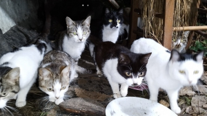 Illustration : L’appel à l’aide urgent d’une association après la découverte d’une trentaine de chats livrés à eux-mêmes