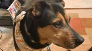 Illustration : Un accident de la route redonne paradoxalement de l'espoir à la famille d'un chien volé