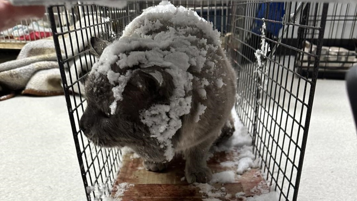 Illustration : "Des bénévoles choqués en découvrant un chat encagé sous la neige et les pattes collées au plancher par la glace"