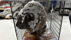 Illustration : Des bénévoles choqués en découvrant un chat encagé sous la neige et les pattes collées au plancher par la glace