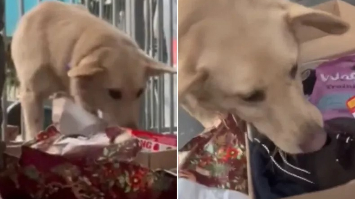 Illustration : "Coco, une chienne rescapée de Roumanie, ne peut contenir sa joie lorsqu’elle reçoit son tout premier cadeau (vidéo)"