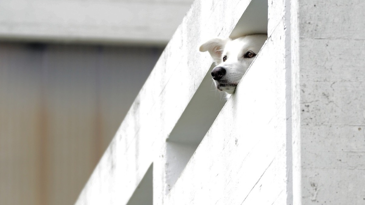 Illustration : "Les aboiements de détresse d'un chiot prisonnier du froid sur un balcon alarment une voisine qui prévient immédiatement les secours"