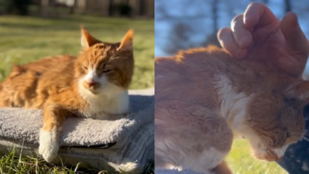 Illustration : "Les adieux déchirants d’une femme à son chat, qui profitent ensemble d’une dernière journée (vidéo)"