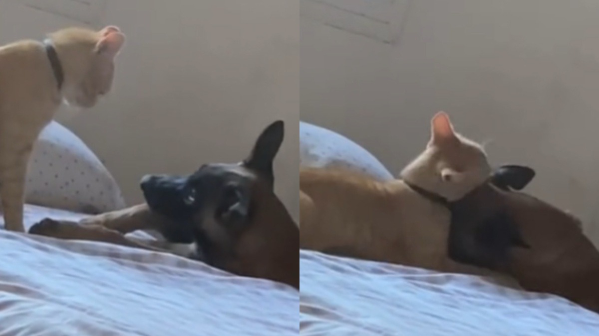 Illustration : "Un chat tyrannique avec sa sœur canine s’adoucit lorsque celle-ci tombe malade et émeut les internautes (vidéo)"