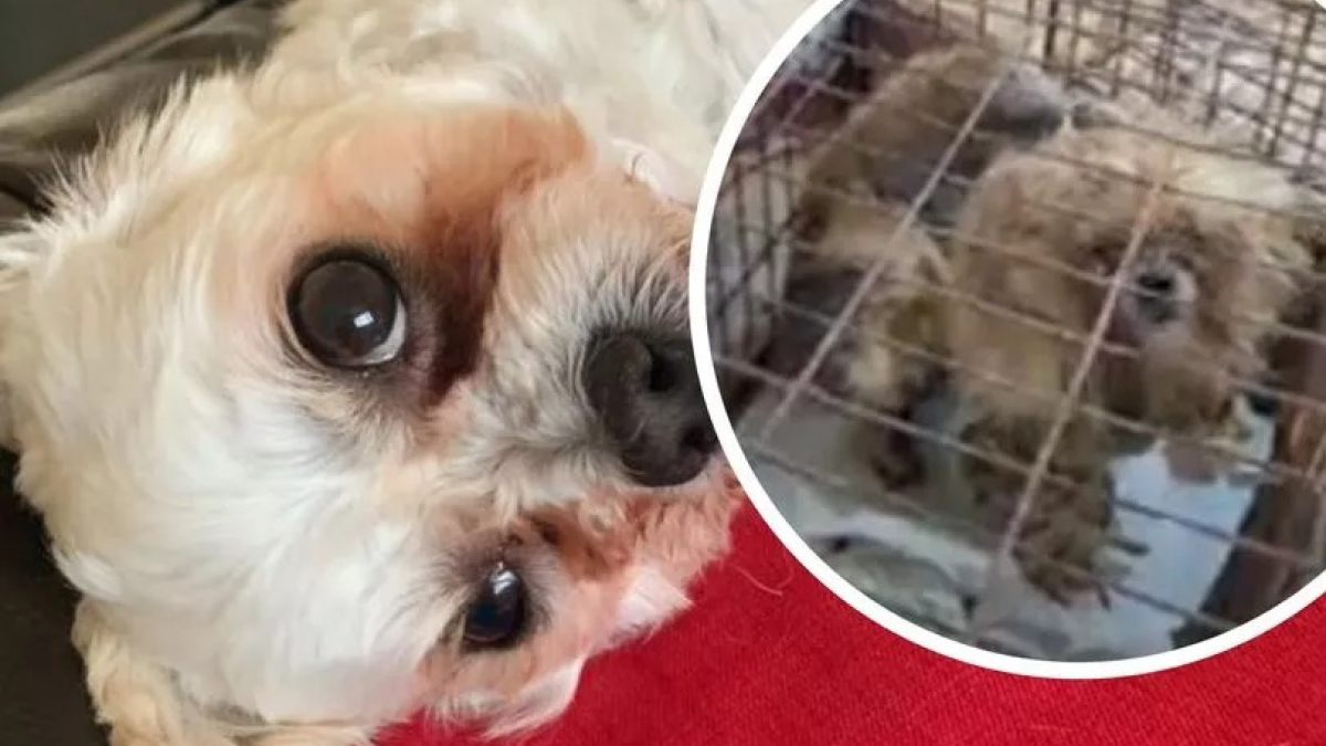 Illustration : "Sauvée d’une maison sordide où elle était enfermée dans une cage exiguë, cette petite chienne au pelage emmêlé a complètement changé de vie (vidéo)"