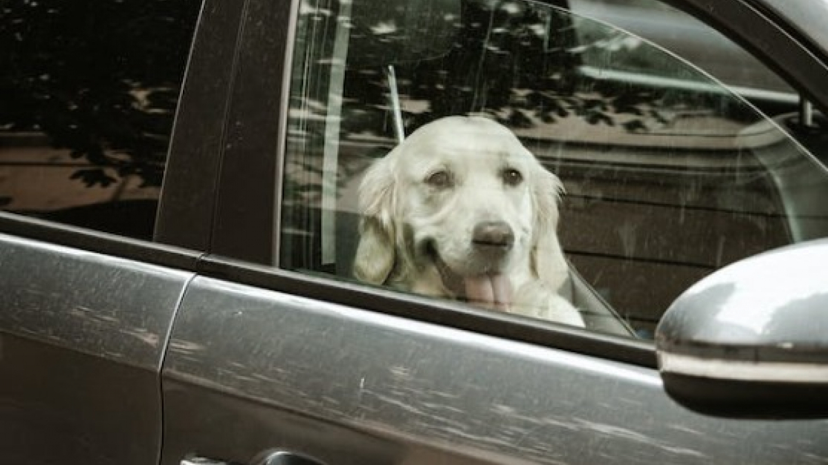 Illustration : "Les 10 races de chiens qui seraient le plus souvent malades en voiture"