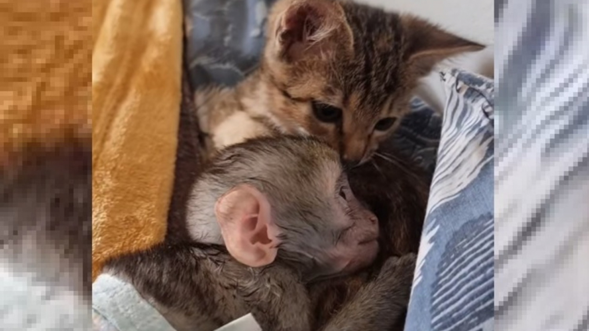Illustration : "Le récit touchant d'une chatte orpheline qui se prend d'affection pour un singe ayant lui aussi perdu sa mère (vidéo)"