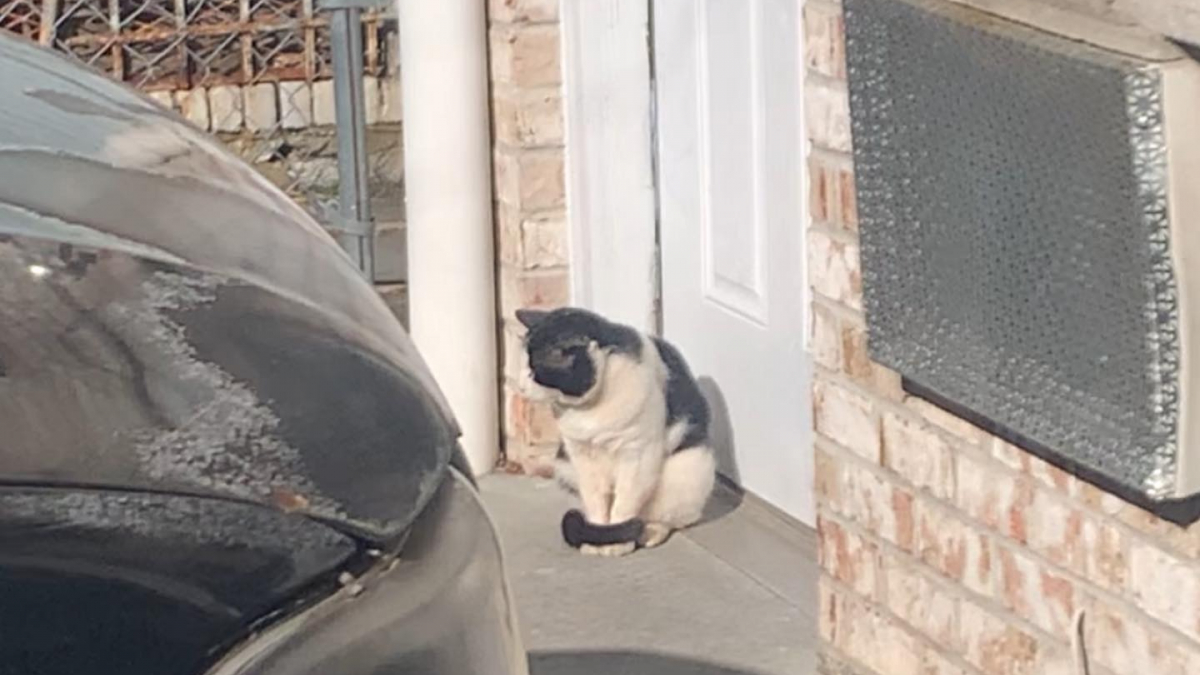 Illustration : "Frigorifié et n’ayant nulle part où aller, un chat s’assoit devant une porte et suscite l’empathie du voisinage"