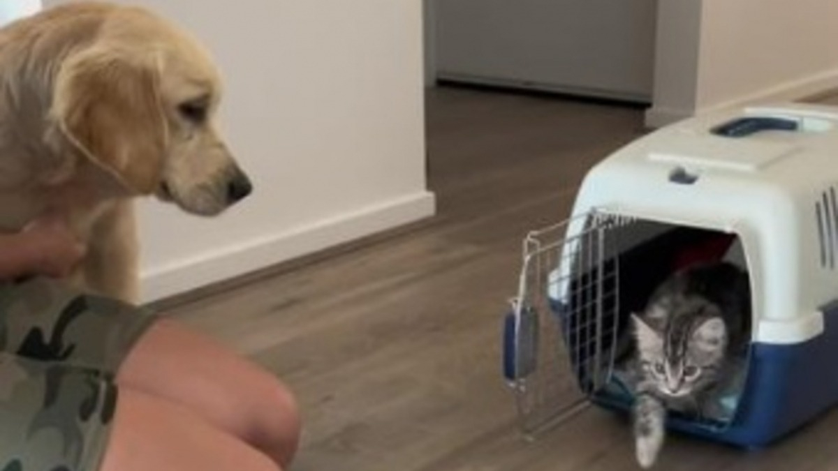 Illustration : "Elle adopte un chaton seulement 3 mois après l’arrivée de son chien et leur réaction la surprend (vidéo) "