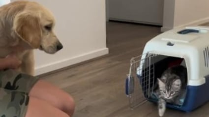 Illustration : Elle adopte un chaton seulement 3 mois après l’arrivée de son chien et leur réaction la surprend (vidéo) 