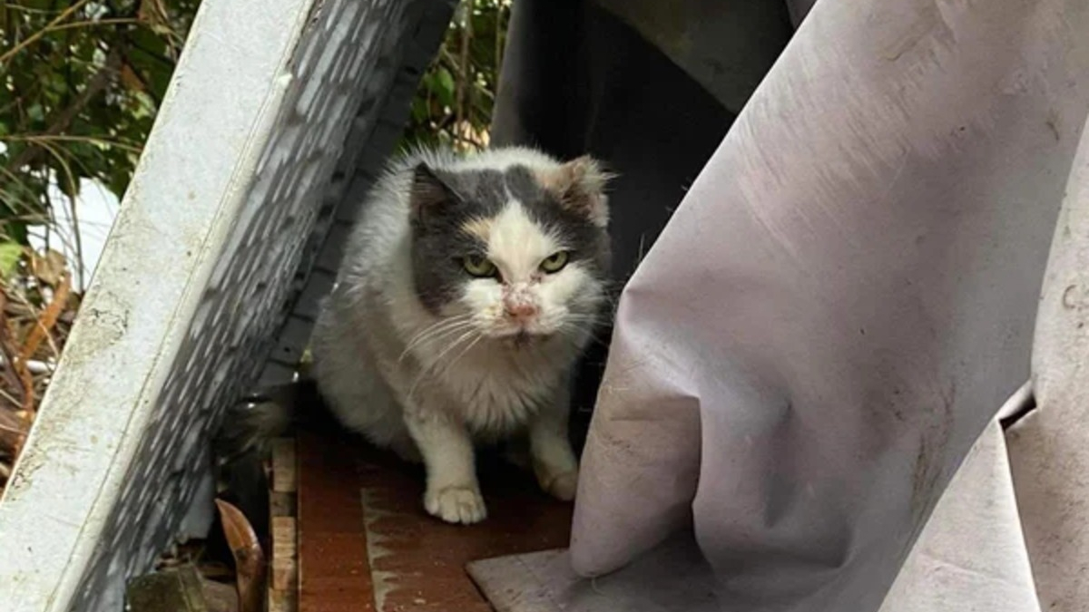 Illustration : "Une chatte décidée à en finir avec la rue après 10 années d'errance doit apprendre à faire confiance aux humains"