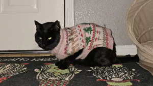 Illustration : La propriétaire d'un chat veut rencontrer sa "2e famille" qui lui fait porter des pulls pour le protéger du froid