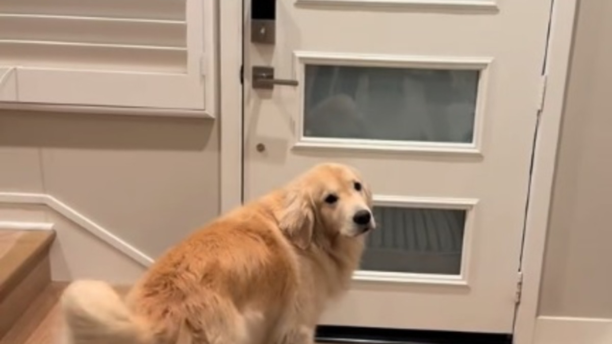 Illustration : "L'adorable rituel quotidien d'un Golden Retriever attendant le retour de son jeune humain après l'école (vidéo)"