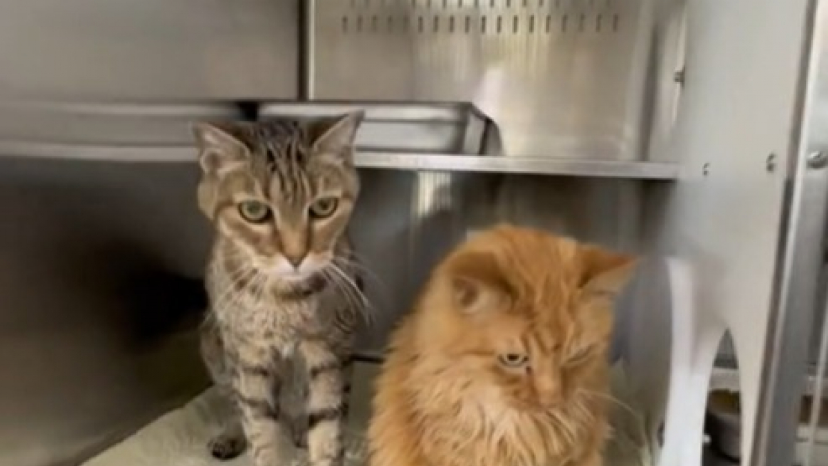 Illustration : "2 chats de 18 ans quittent leur refuge après avoir été adoptés, puis sont abandonnés 5 heures plus tard (vidéo)"