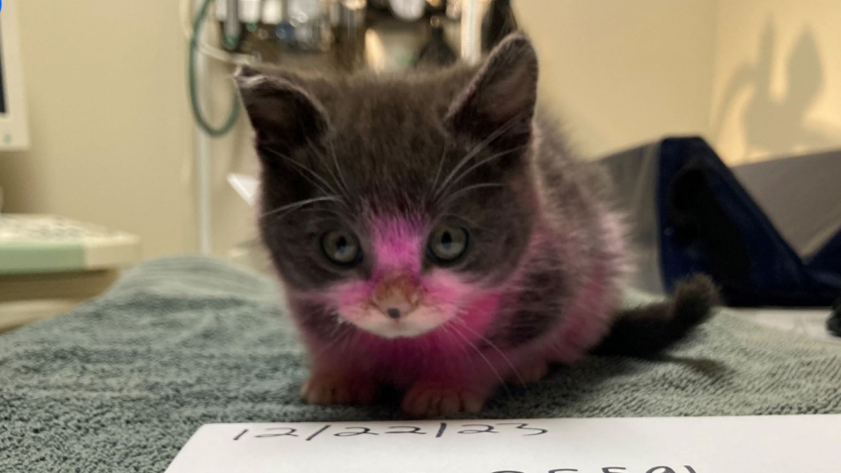 Illustration : "Teint en rose et couvert de produits chimiques toxiques par sa maîtresse, ce chaton a failli perdre la vie, mais a obtenu justice"