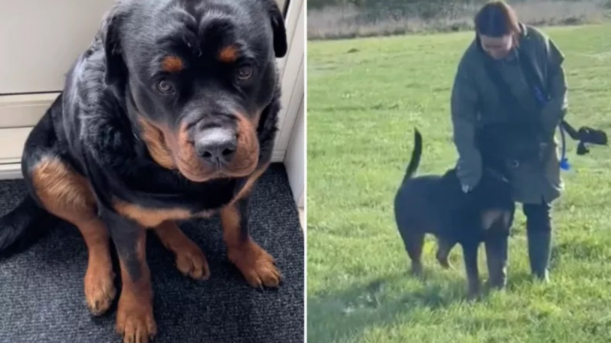 Illustration : "Habitué à ce que les gens l’évitent, ce Rottweiler est fou de joie lorsque quelqu’un lui dit bonjour (vidéo)"