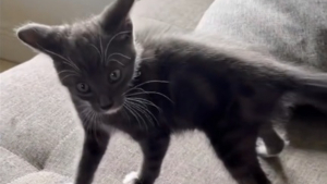 Illustration : Il ne voulait absolument pas de chat chez lui avant de rencontrer ce petit félin féru d'aventures (vidéo)