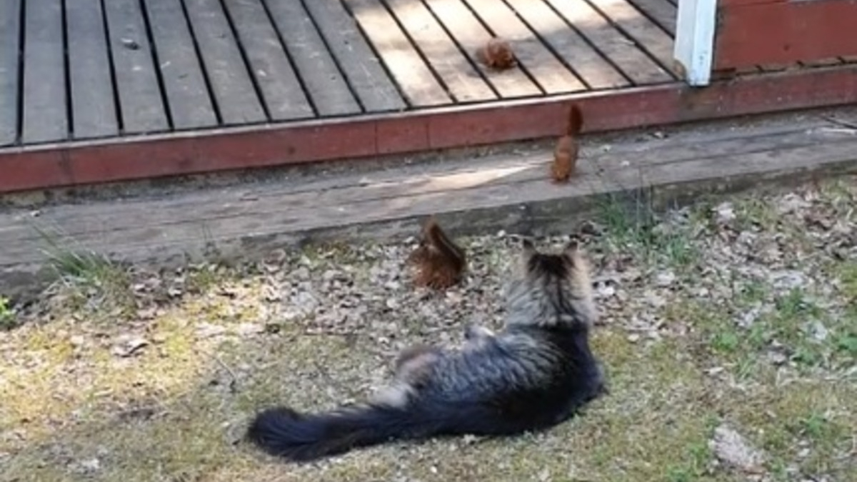 Illustration : "Un chat balaie ses instincts d'un revers de la patte en voyant des écureuils s'approcher de lui en toute confiance (vidéo)"