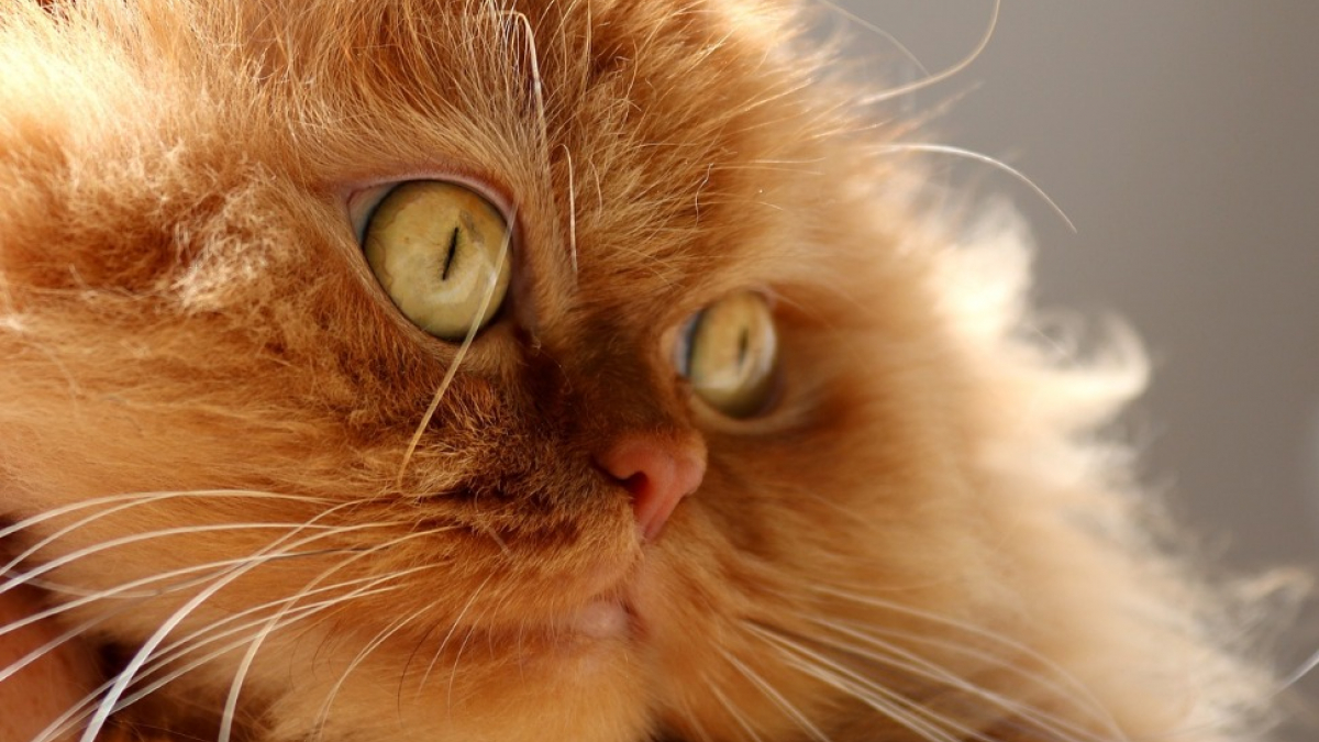 Illustration : "Les 8 plus belles races de chats au pelage roux"