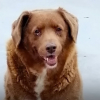 Illustration : Doutant du record de longévité du chien Bobi parti à 31 ans et 6 mois, le Livre Guinness suspend son titre et lance une enquête