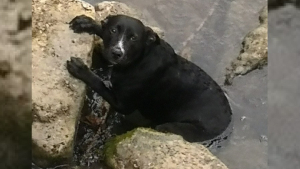 Illustration : Moïse le chien sauvé des eaux devient un atout pédagogique pour les jeunes en attendant de rencontrer sa famille pour la vie