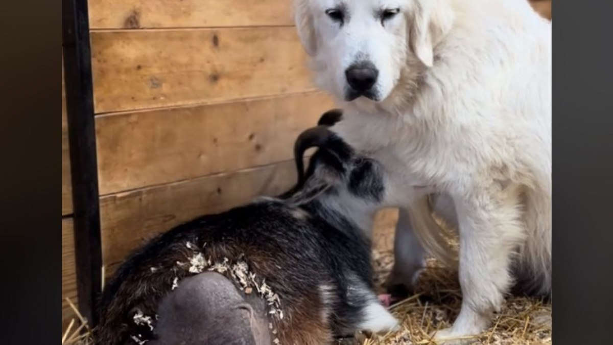 Illustration : "Pleine d’empathie, cette gentille chienne de ferme protège une chèvre à 3 pattes après son opération (vidéo)"