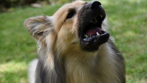 Illustration : Les aboiements d'un chien relancent les espoirs de sauvetage de sa maîtresse blessée et perdue en montagne