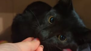 Illustration : Un homme se rend dans un magasin de bricolage et y rencontre un chaton décidé à le suivre à la trace (vidéo)